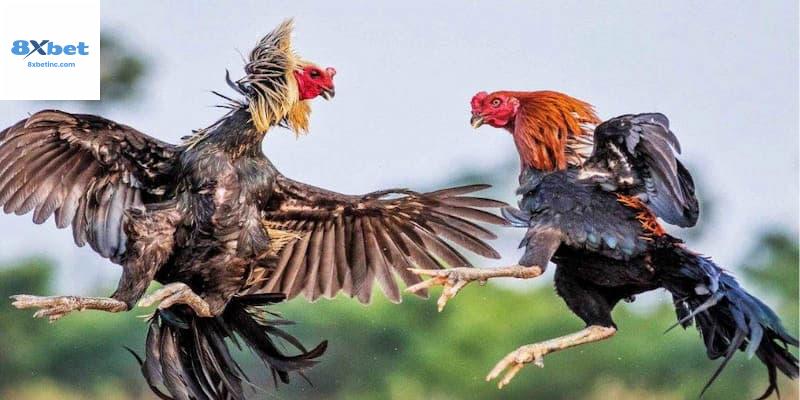 Những lưu ý quan trọng khi tham gia đá gà Thomo trực tuyến