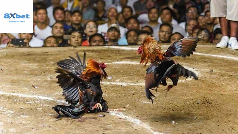 Đá Gà Trực Tiếp Là Gì
